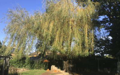 In Willow Room We Are Learning… (June 2024)